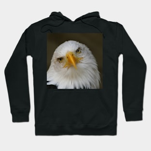 Bald Eagle pose Hoodie